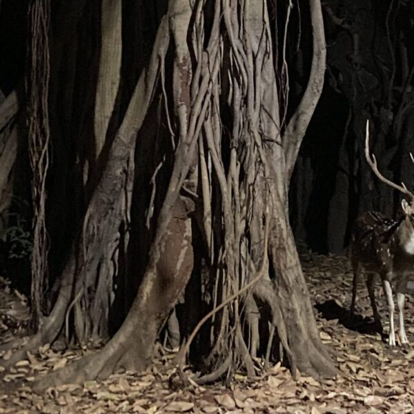 Nightstroll Encounters: What you can encounter on campus during your daily evening stroll. Picture taken by Nina Engels.